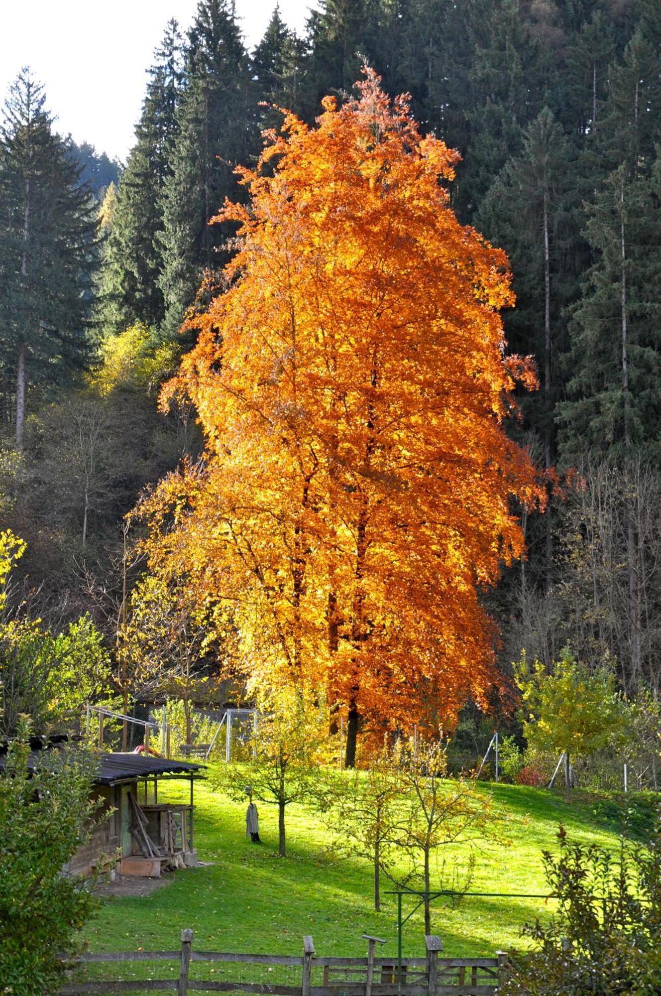 Gaestehaus Pension Edelweiss Kolsass Exteriör bild